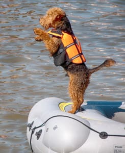 Boating with Your Dog