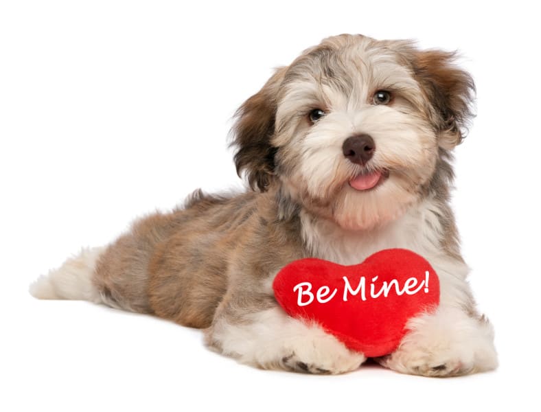 Valentine Havanese