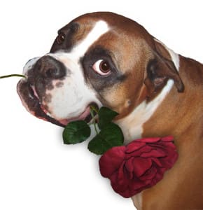 The Boxer And The Rose
